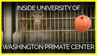 PETA Releases First-Ever Video Footage From Inside University of Washington Primate Center
