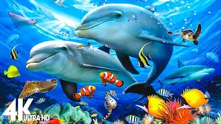 The Best 4K Aquarium 🐠 Beautiful Coral Reef Fish - Sleep Relax Meditation Music