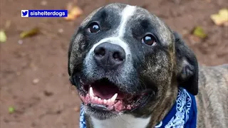 Dog adopted by family on Staten Island attacks man in home