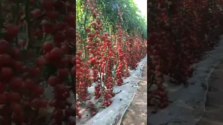 Tomatoes grown in the greenhouse with high yields