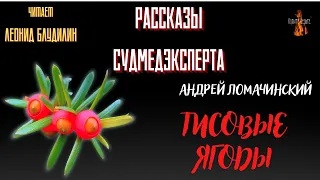 Рассказы Судмедэксперта: ТИСОВЫЕ ЯГОДЫ (автор: Андрей Ломачинский).