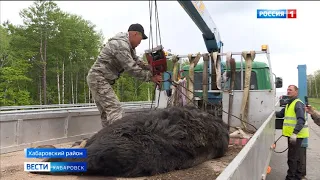 Бурый медведь погиб под колёсами автомобиля на объездной трассе Хабаровск – Владивосток