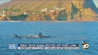 Great white shark spotted off Point Loma