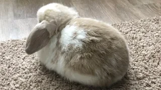 Tiny Bun Speed Demon