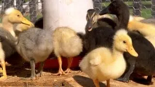 From Duckling to Duck | Farm Raised With P. Allen Smith