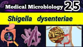 Shigella dysenteriae (Shigellosis, Food poisoning) شرح بالعربي