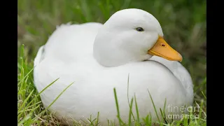 Breeds of Duck