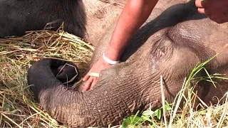 Elephant with an injured jaw caused by Jaw exploding trap received the gentle care of the villagers