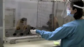 How monkeys are like humans