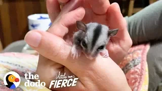 Baby Sugar Glider Figures Out How To Glide | The Dodo Little But Fierce