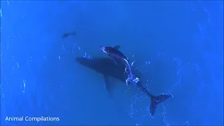 Beautiful Wild Dolphins Swimming in HD Compilation