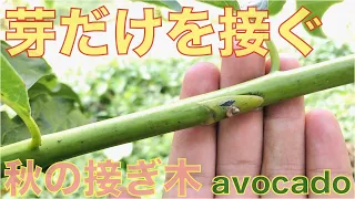 [Grafting] Autumn grafting! How to sprout with avocado! Grafting