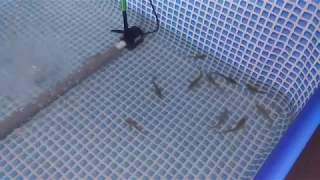 Разведение осетра в бассейне