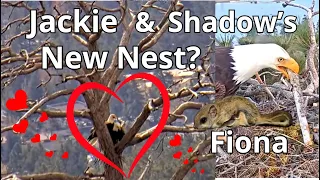 Fiona 🐿️ 'STICK TIME' 🥢 Are Jackie & Shadow Building a New Nest? 😍🦅🦅Birds of Interest, 15th-18th May