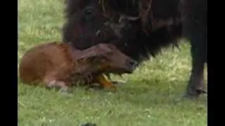 WELCOME TO BABY BISON, YELLOWSTONE NATIONAL PARK