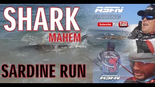 SHARK MAYHEM | Fishing the Sardine Run | ASFN Sardine Run