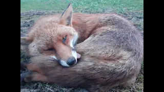 Daytime Fox Control