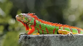 15 Most Beautiful Iguanas in the World