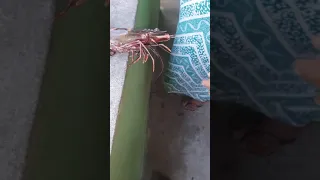 camarão  gigante raro é pego por pescadores