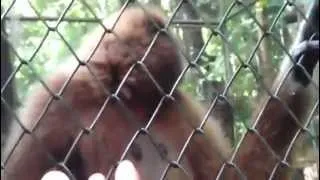 Поющая обезьяна Лена из Пхукета