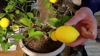 Первый урожай лимонов. Сбор и дегустация.