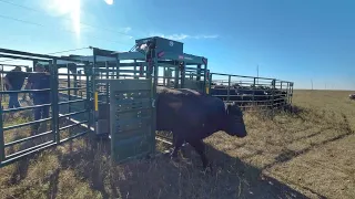 Working Cattle New Portable Corral