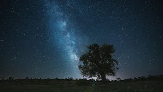 The Midsummer Night's Dream | The Pomodoro Technique | 4 x 50 Minutes | Pomodoro Live Stream Themes