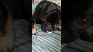 BABY🥰PUG#cute #dog #fun #puppy #lol #funny #baby #pets #funnyvideo #shorts #youtube #laugh #animals