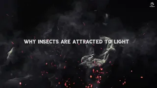 why insects are attracted to light