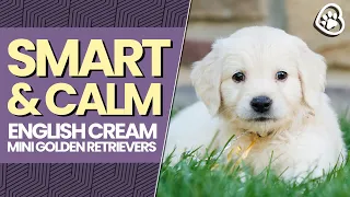 What is an English Cream Mini Golden Retriever?