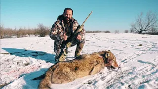 Облава на волка в Ставропольском крае. Большая загонная охота.