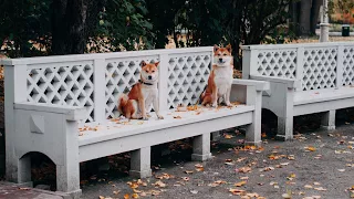 Это сушняк, братан🐕🐾👌Instagram @shiba_stiv