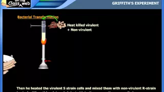 Griffiths experiment.wmv