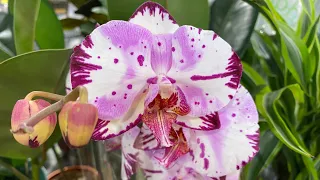 💙💛Неймовірна орхідейна краса💚Magic Art🤩Flirtation пілор🤩Chocolate drops🤩Сільпо ТРЦ Аркадія