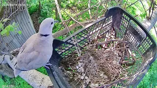 Как Лесной голубь продолжает строить гнездо- How a wood pigeon builds a nest- Episode 2.