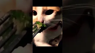 Broccoli cat