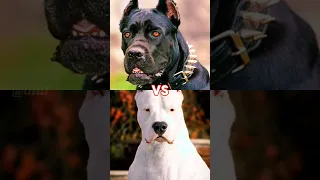 CANE CORSO, DOGO ARGENTINO, PITBULL (ATTITUDE) 😱 #shorts