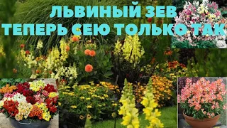 ЛЬВИНЫЙ ЗЕВ. ВСЕ ТОНКОСТИ ПОСЕВА ТРЕМЯ СПОСОБАМИ