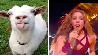 Shakira Tongue Vs Goat