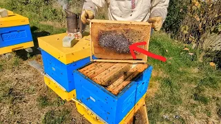 Мед є а печатки нема, перезимують? Готовність бджіл до зимівлі.