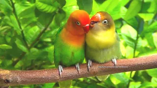 Lovebird Sounds - Parblue Euwing Green Opaline  & Green Opaline