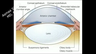 Intravitreal anti VEGF injection technique for ROP cases