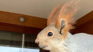 Посмотрите как Белка Чип играет 😂☝️ Ну как такого не любить???#funny #youtubeshorts #fun #squirrel