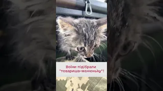 😻 "Буде п...расів шкрябати"! Котик вступив до лав ЗСУ!