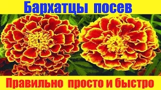 Бархатцы сеем правильно просто и быстро.