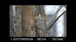 ФОТООХОТА  -  "  ЛЕСНЫЕ  "  -  г. КОСТОМУКША .