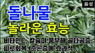 [#돌나물효과] 돌나물의 놀라운 효능 10가지 (비타민C, 칼슘이 풍부해 골다공증, 피로회복, 춘곤증에 효과적..)