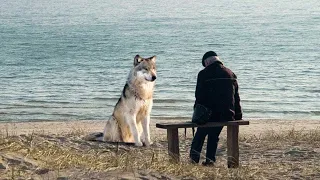 The Old Man Went To The Beach Every Day To Wait For Something, Then A Wolf Appeared....
