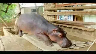 Jessica the Hippo 10 11 07