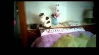 Katzen zum totlachen, Lustige  Videos mit Katzen